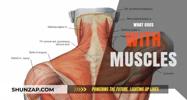 Building Muscles: The Perfect Combination
