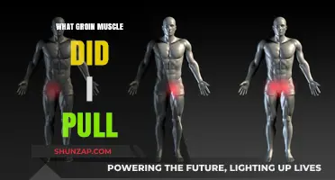 Identifying the Pulled Groin Muscle: Causes, Symptoms, and Recovery Tips