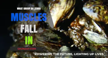 Zebra Mussels Classification: Understanding Their Biological Group and Impact