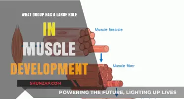 The Crucial Role of Satellite Cells in Muscle Development