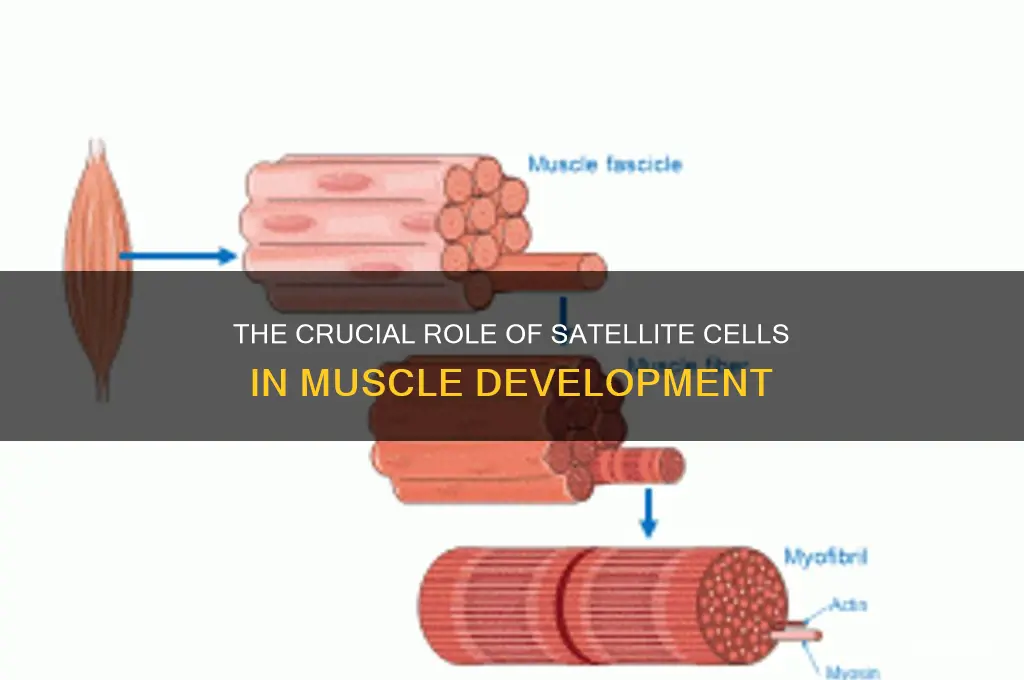 what group has a large role in muscle development