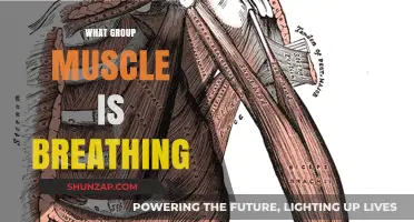 Breathing Muscles: Understanding the Group That Powers Respiration