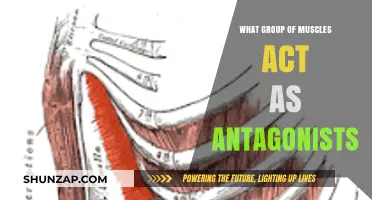 Muscle Antagonists: Understanding Opposing Muscle Groups in Human Movement
