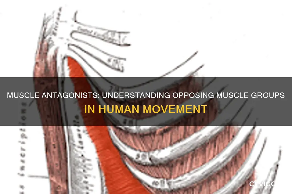 what group of muscles act as antagonists
