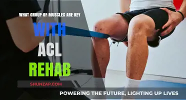 Essential Muscle Groups for Effective ACL Rehabilitation and Recovery