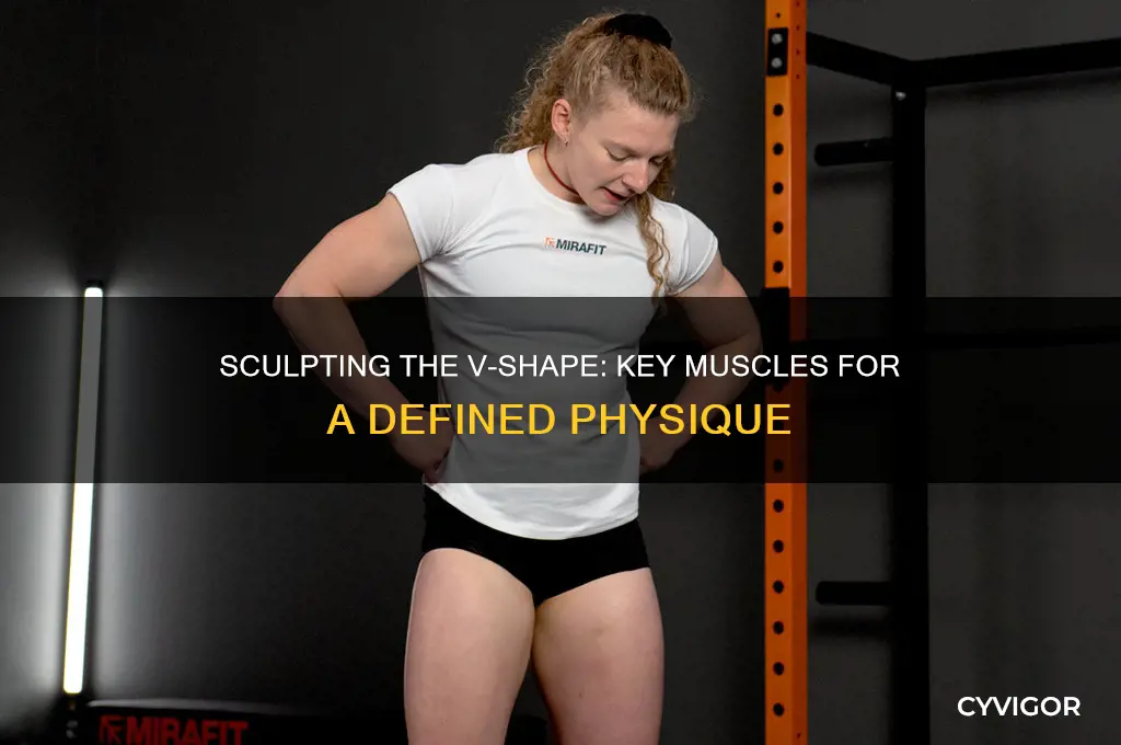 what group of muscles create the v