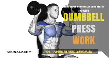Seated Shoulder Dumbbell Press: Target Muscles and Benefits Explained