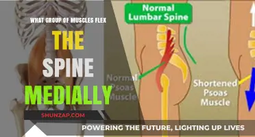 Understanding the Muscles Responsible for Medial Spine Flexion