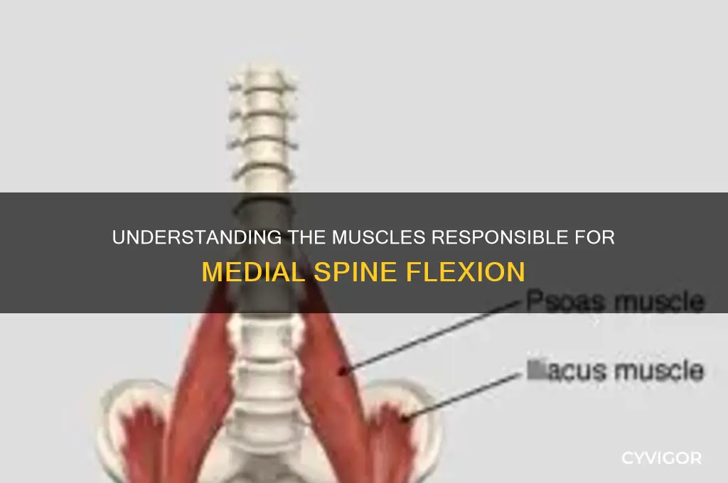 what group of muscles flex the spine medially
