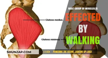 Walking's Impact: Key Muscle Groups Engaged and Strengthened