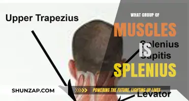 Understanding the Splenius Muscles: Function, Location, and Importance