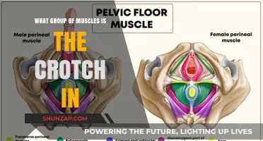 Understanding the Muscles in Your Crotch: A Comprehensive Guide