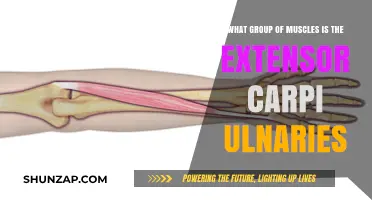 Understanding the Extensor Carpi Ulnaris: Key Muscles and Functions
