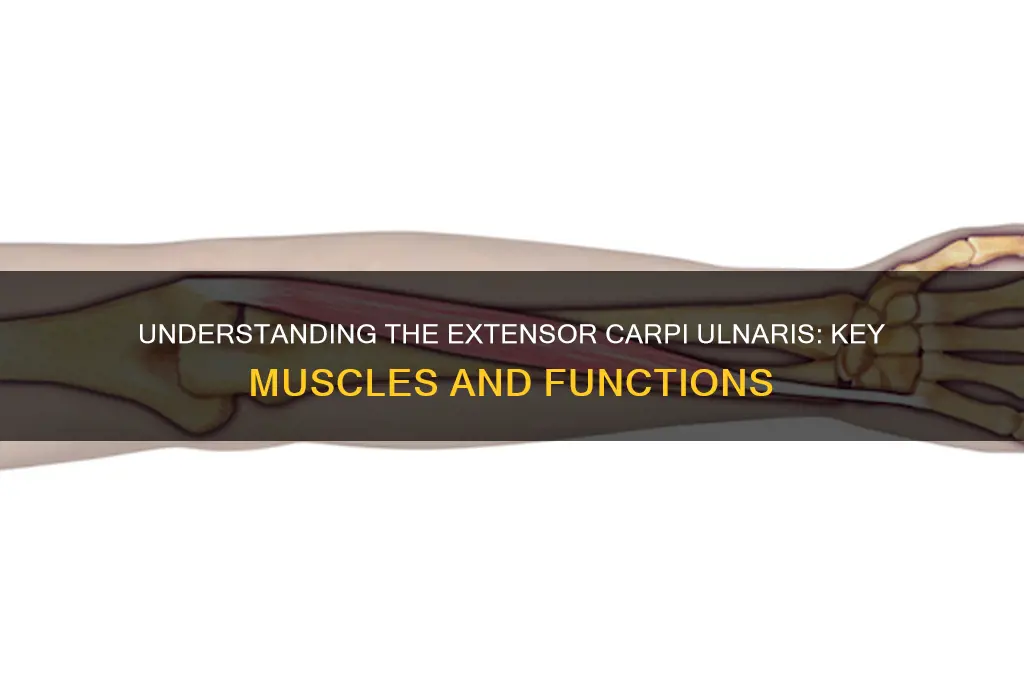 what group of muscles is the extensor carpi ulnaries