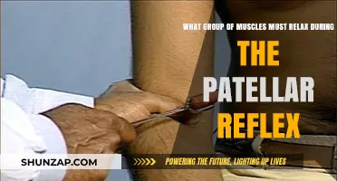Patellar Reflex: Which Muscles Relax for the Knee-Jerk Response?