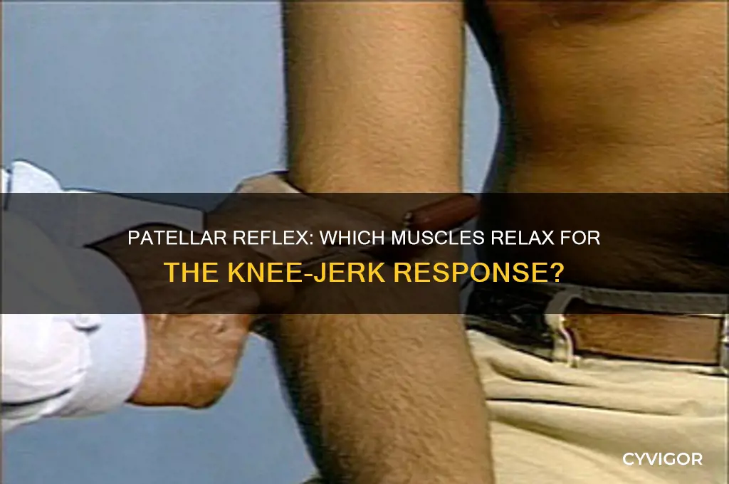 what group of muscles must relax during the patellar reflex