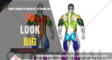 Build a Bigger Physique: Target These Muscle Groups for Maximum Impact