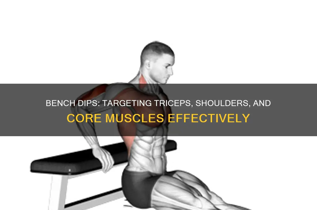 what groups of muscle does bench dip focus