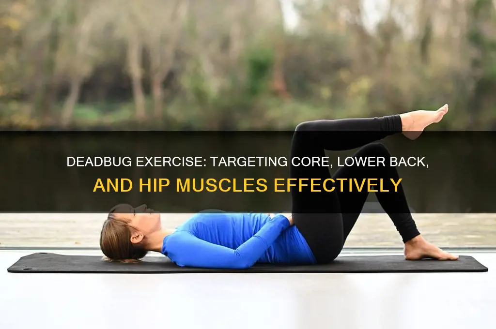 what groups of muscle does deadbug focus