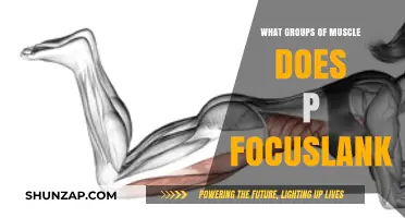 Muscle Groups Targeted by P Focuslank: A Comprehensive Guide