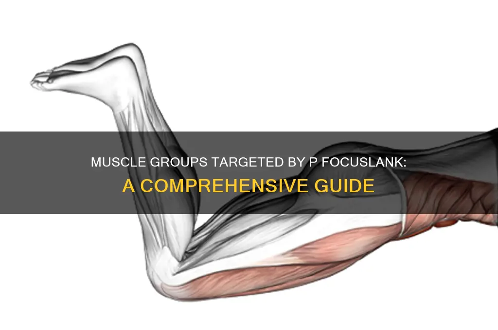 what groups of muscle does p focuslank
