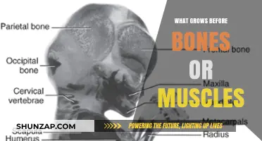 Unveiling the Mystery: What Develops First, Bones or Muscles?