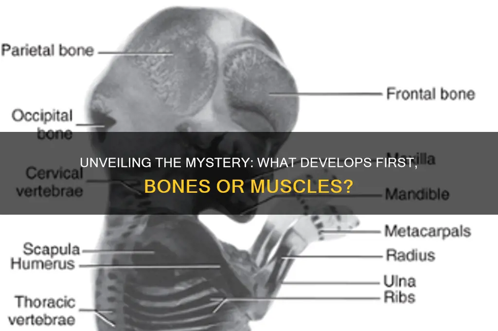 what grows before bones or muscles
