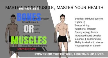 Bones or Muscles: Which Develops First in Human Growth?