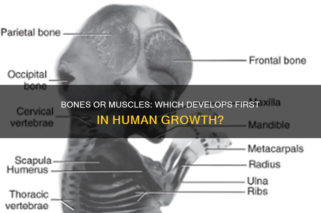 what grows first bones or muscles