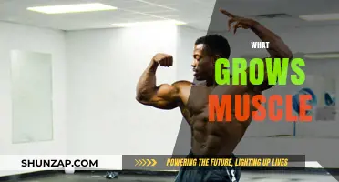 Effective Strategies for Building Muscle: Nutrition, Training, and Recovery Tips