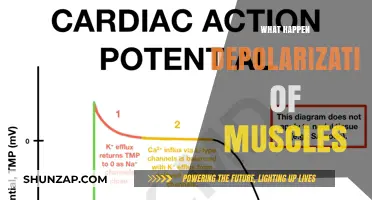 How Depolarization Causes Muscles to Contract