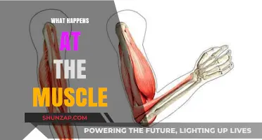 How Muscles Work: Energy, Movement, and Growth