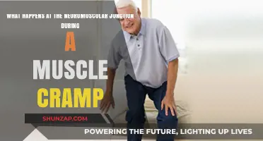 Unraveling the Neuromuscular Junction's Role in Muscle Cramps