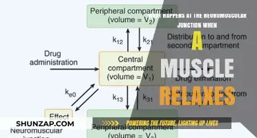 Unraveling the Neuromuscular Junction's Role in Muscle Relaxation Process