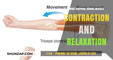 Muscle Contraction and Relaxation: Unraveling the Fascinating Process