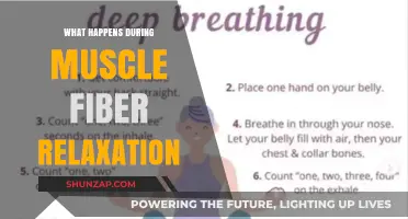 Muscle Fiber Relaxation: Unraveling the Process of Post-Contraction Recovery