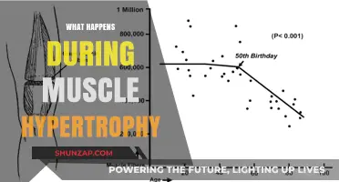 Muscle Hypertrophy: How Your Muscles Grow and Change