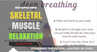 Skeletal Muscle Relaxation: Unraveling the Process of Muscle Rest and Recovery