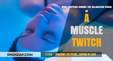 Unraveling the Relaxation Phase: How Muscles Recover After a Twitch