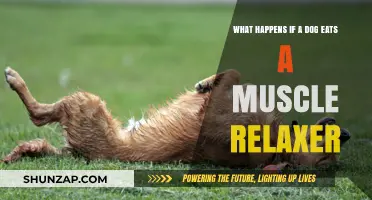 Dog Ate Muscle Relaxer? Immediate Steps and Potential Risks Explained