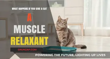 Can Cats Take Muscle Relaxants? Risks and Consequences Explained