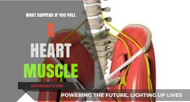 Pulling a Heart Muscle: Symptoms, Risks, and Recovery Explained