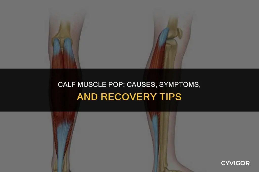 what happens if your calf muscle pops
