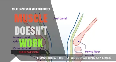 Sphincter Muscle Malfunction: Causes, Symptoms, and Treatment Options Explained
