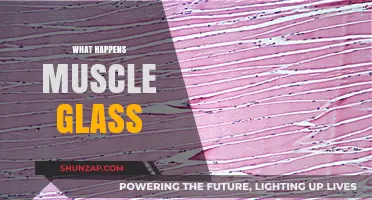 Muscle Growth: What Happens Under the Microscope?
