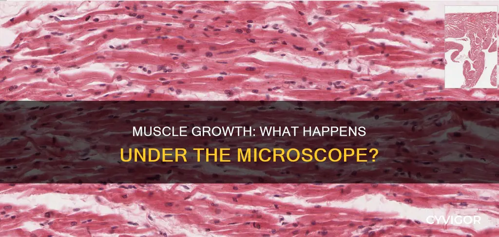 what happens muscle glass