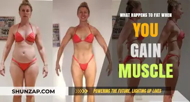 Muscle Gain and Fat Loss: Understanding Body Composition Changes