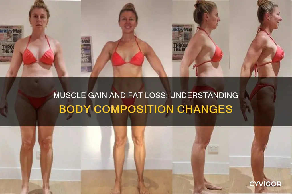 what happens to fat when you gain muscle