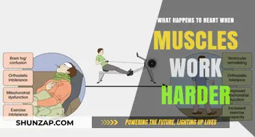 How Intense Exercise Impacts Your Heart: Unveiling the Cardiovascular Response