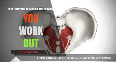 How Workouts Transform Muscle Fibers: Growth, Repair, and Adaptation Explained